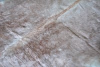 Image 3 of Light Taupe Nguni Cowhide Rug