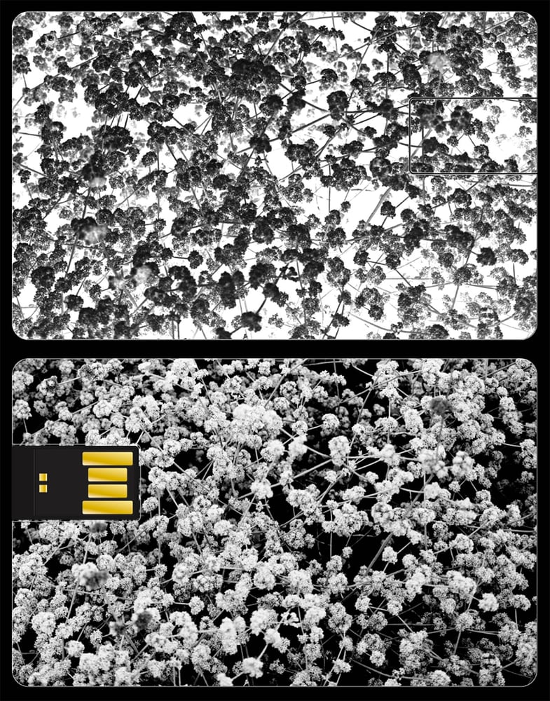 Image of Maar - Phenotype