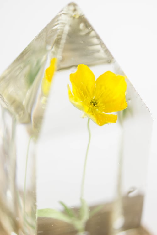 Image of Buttercup (Ranunculus acris) - Floral Prism Desk Light #1