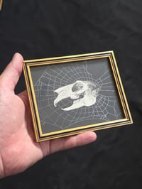 Image 1 of ANTIQUE ANATOMICAL ANIMAL COLLECTION - & Preserved web 8