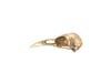 crow skull