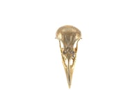 Image 1 of crow skull