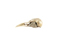 Image 3 of crow skull with fools gold eyes