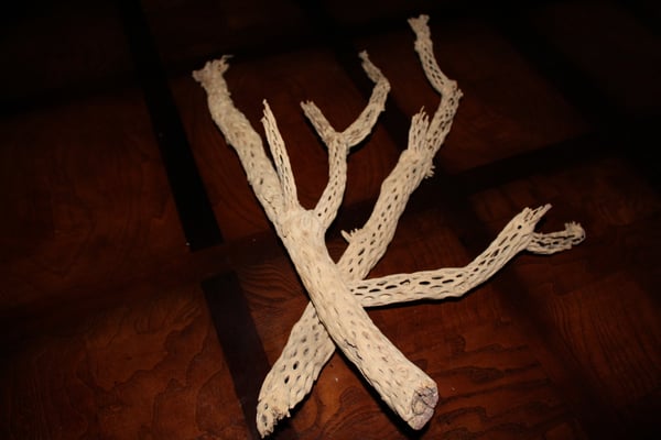 Image of 18-20" Cholla sandblasted tree