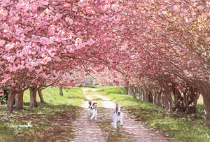 Image of Pink Cherry Trees Digital Backgrounds
