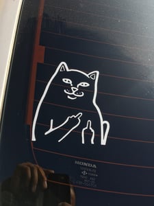 Image of Fuck you , cat 
