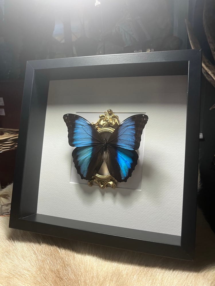 Image of Large Blue Deidamia Morpho Butterfly Ornate Frame 