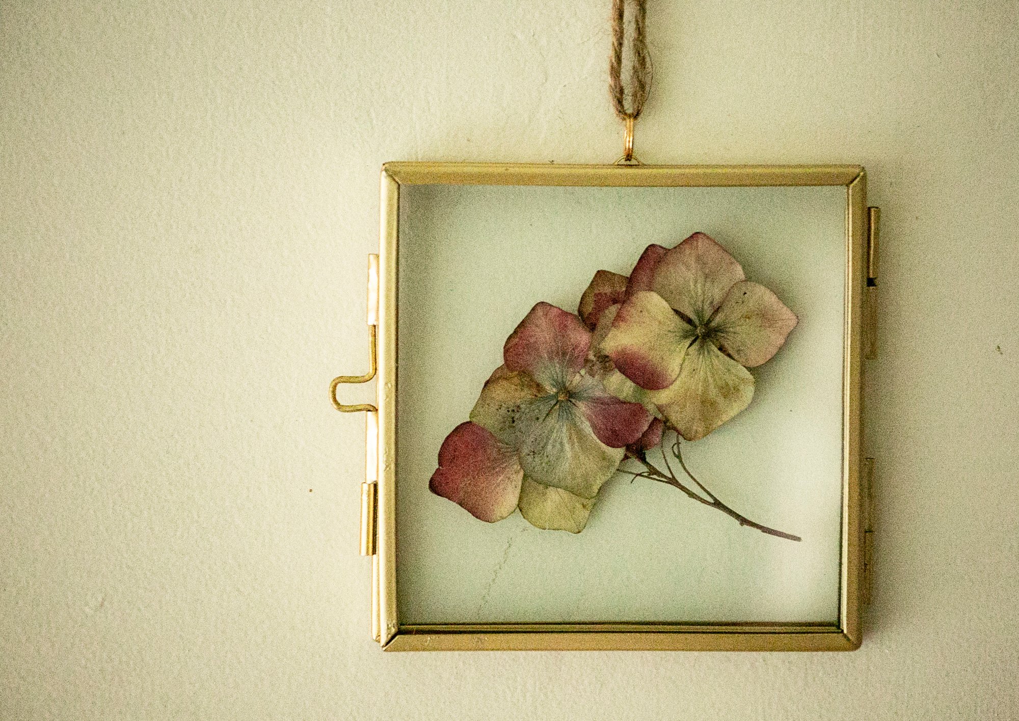 Image of dried hydrangea 