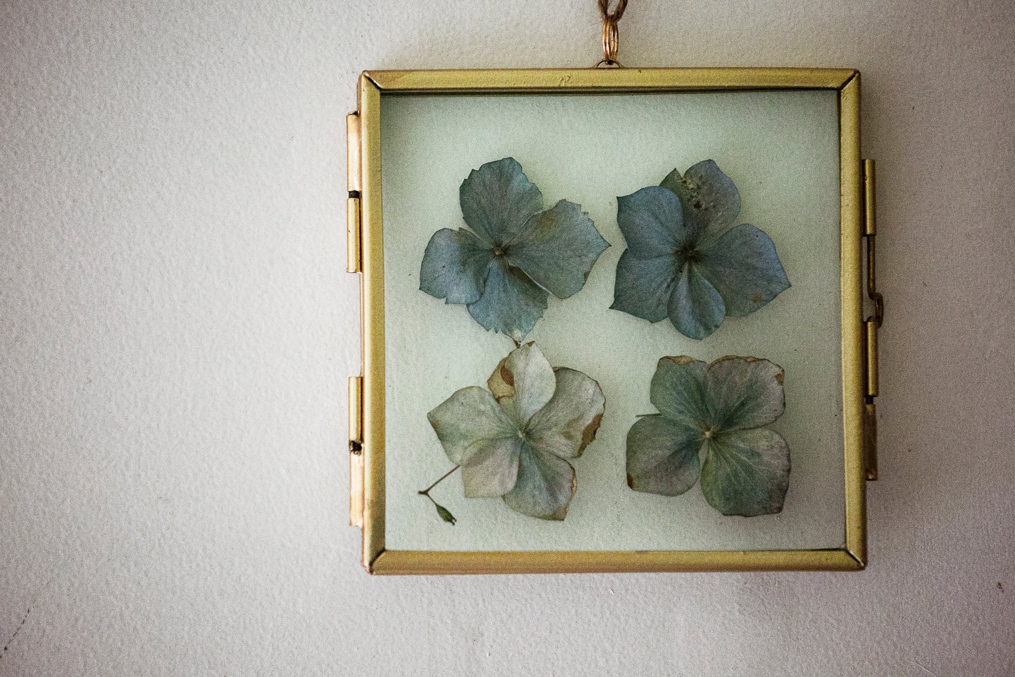 Image of dried hydrangea- baby blue