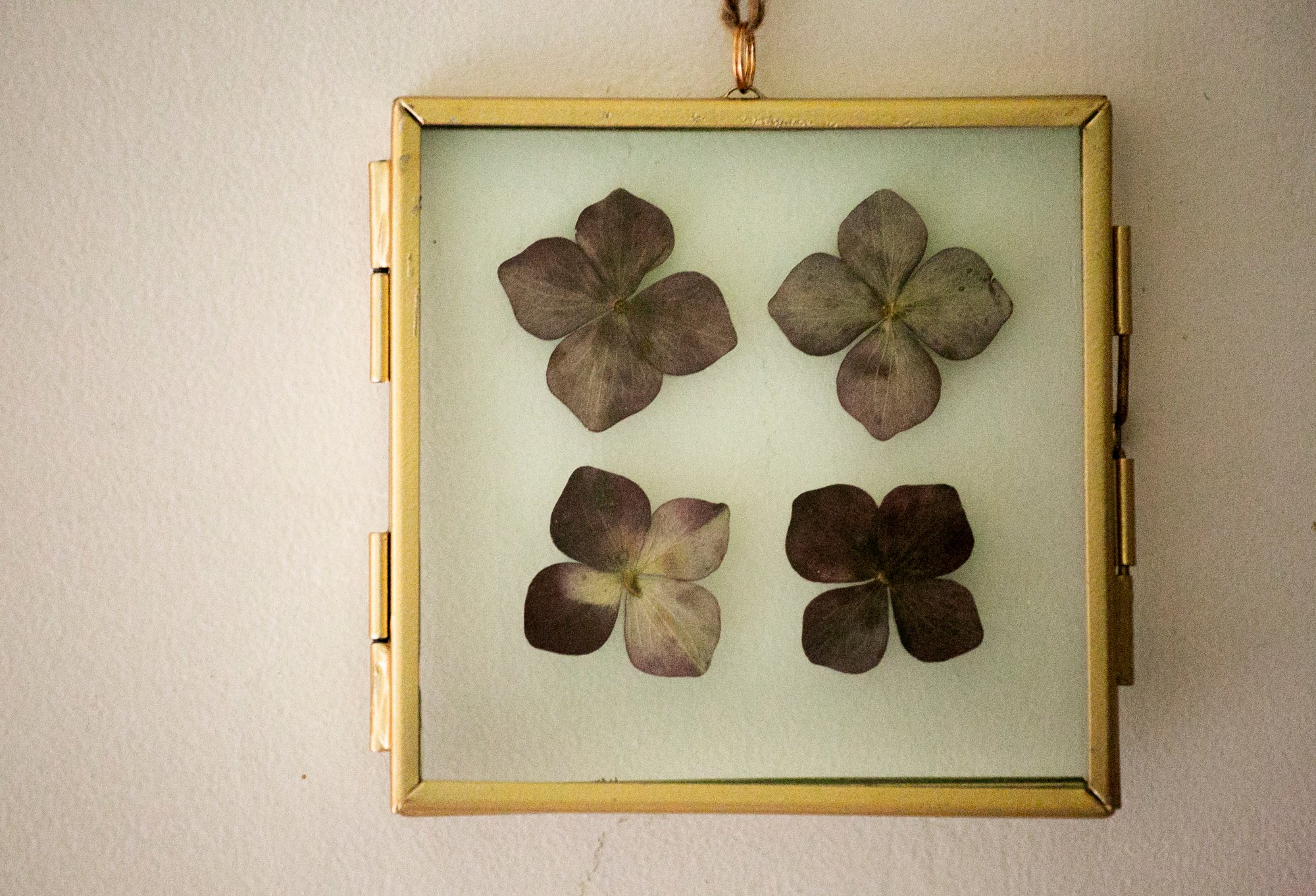 Image of dried hydrangea - reds