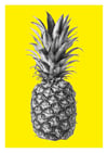 Rainforest Rewild Pineapple - Colour Editions From