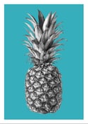 Rainforest Rewild Pineapple - Colour Editions From