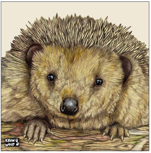 Image of Hedgehog ceramic coaster by Kevin Wood.