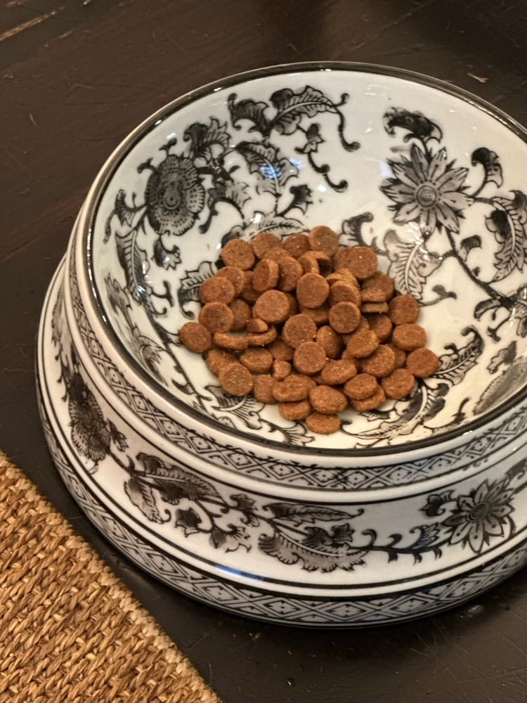 Image of Ceramic Pet Bowl in Black Floral