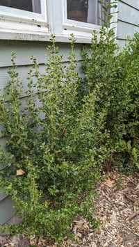 Image 7 of Coyote Bush : Baccharis pilularis
