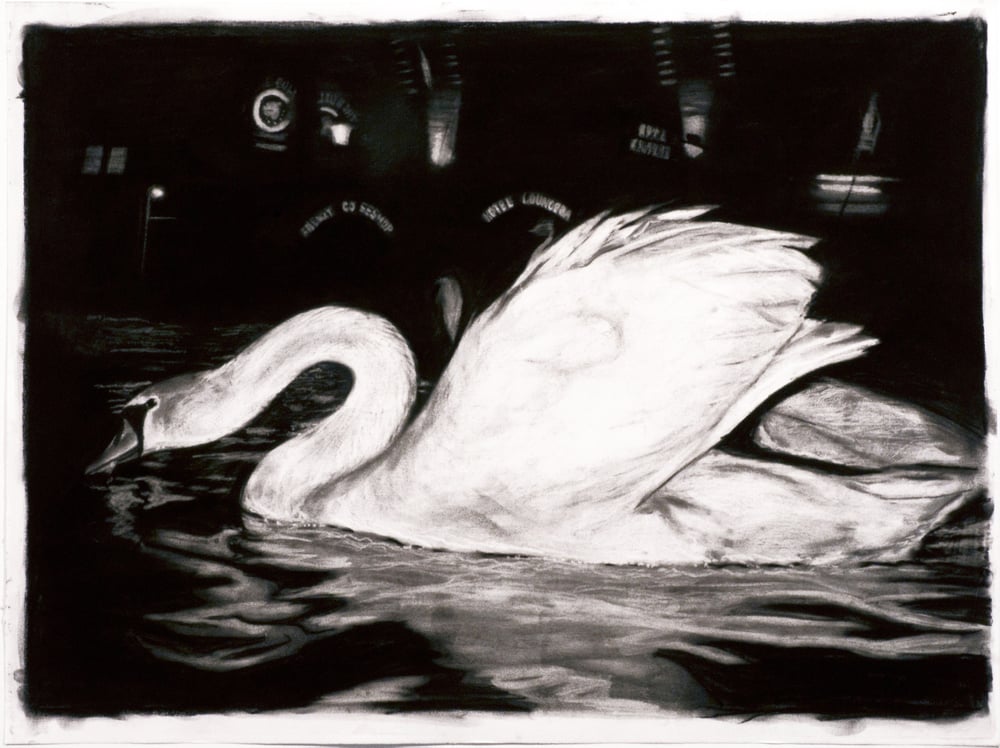 Image of Swan Study 1 / Joe Holbrook