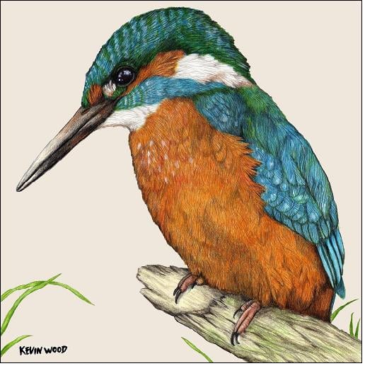 Image of Kingfisher ceramic coaster by Kevin Wood.