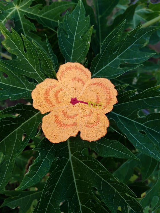 Image of Orange Hibiscus