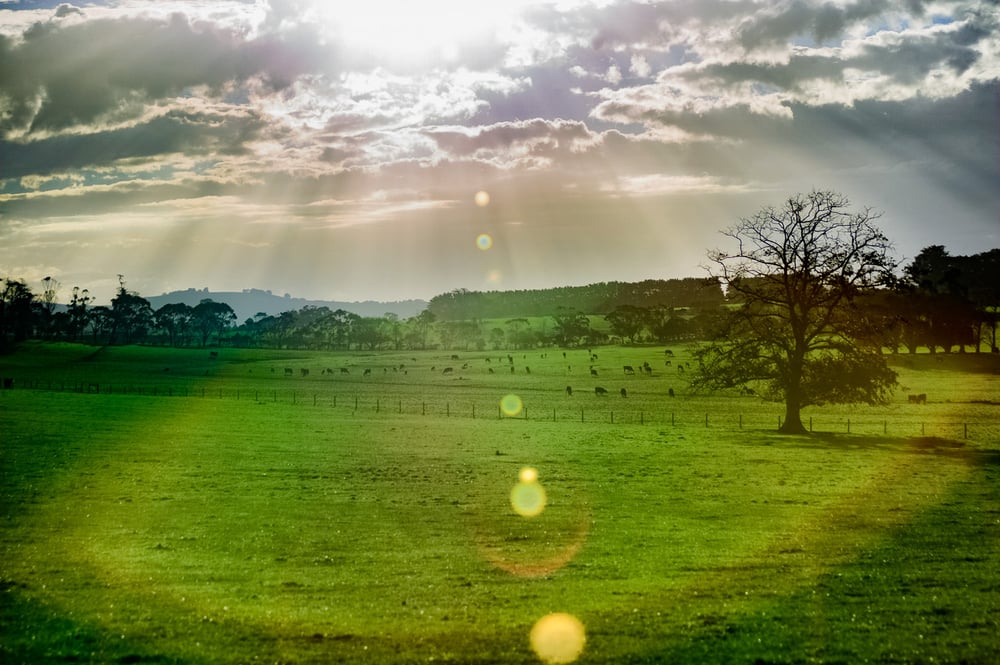 Image of Afternoon Sunburst, 2016