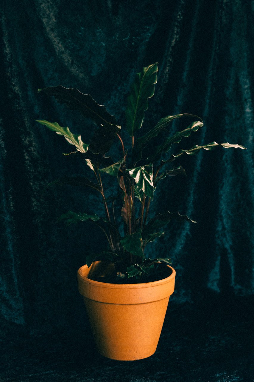 Image of Medium Potted Plant with delivery 