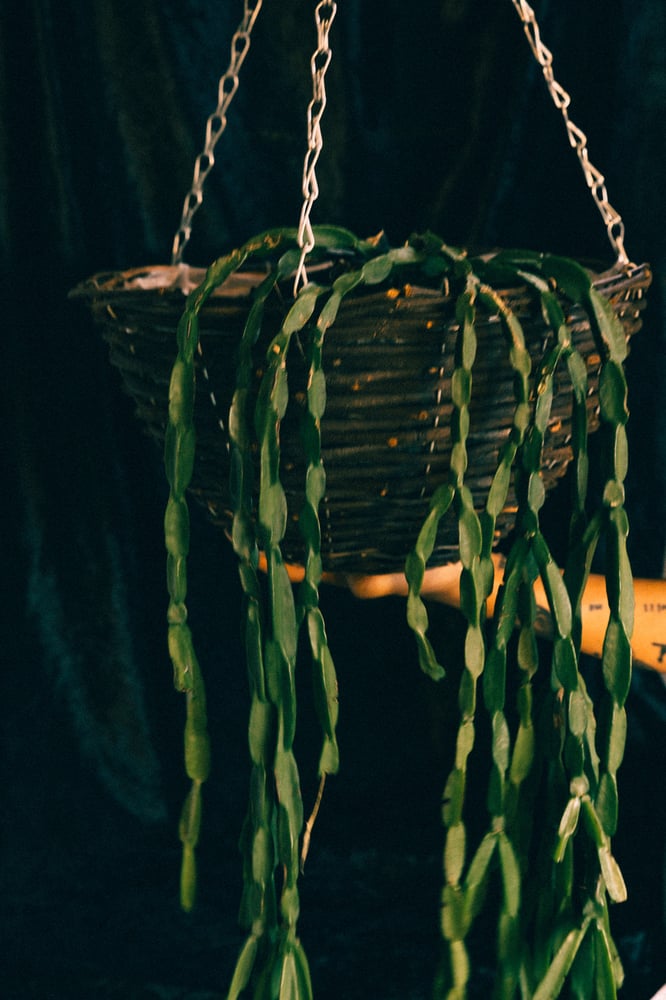 Image of Hanging plant with delivery 