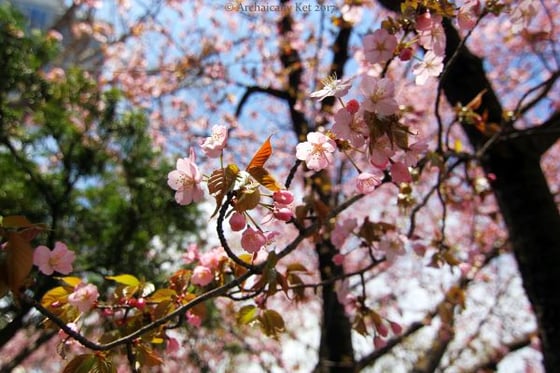 Image of Travel Print - Sakura Blossom, Hokkaido, Japan