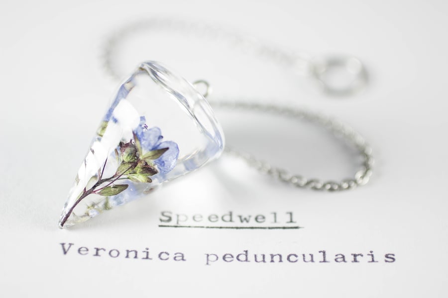 Image of Speedwell (Veronica peduncularis) - Pendulum #1