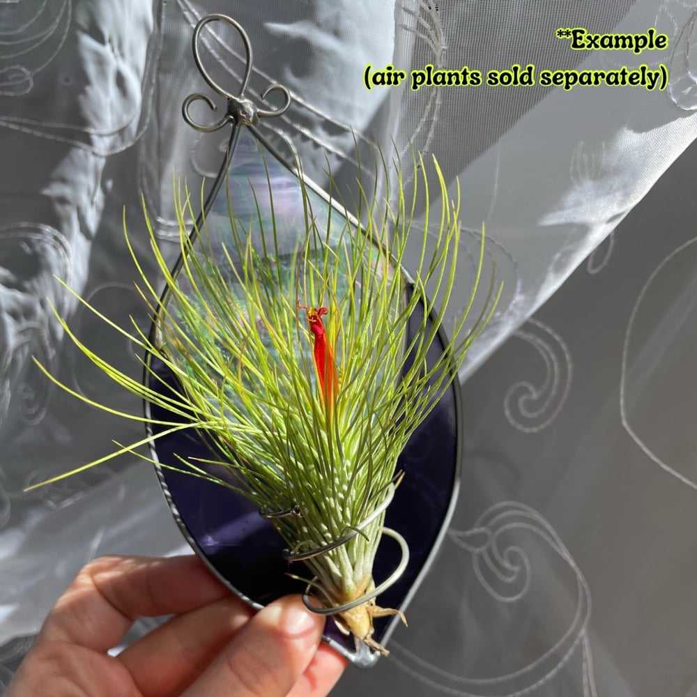 Image of Airplant Hanger 