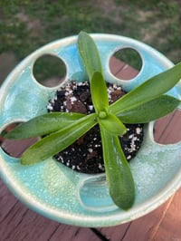 Image 4 of Campfire Plant in Blue 'Spindle'