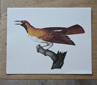 Image 4 of Planches De Bestiaire Du Muséum D'histoire Naturelle - les oiseaux