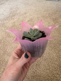 Image 4 of Ghost Plant in Pink Glass Flower