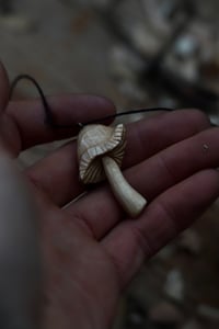 Image 3 of Silver Birch Mushroom 