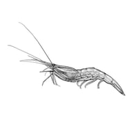 Pink shrimp black-and-white 8" x 8"