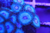 Miami vice zoa