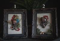 Image 1 of Real bird skull taxidermy frames
