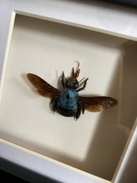 Image 2 of Xylocopa caerulea