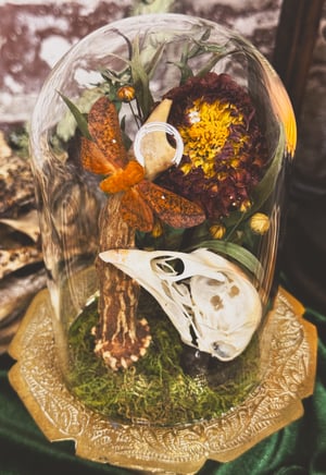 Image of Moth & Pheasant Skull Mini Cloche