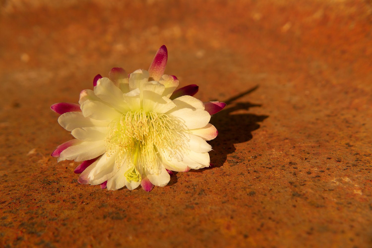 Image of Cactus on Rust