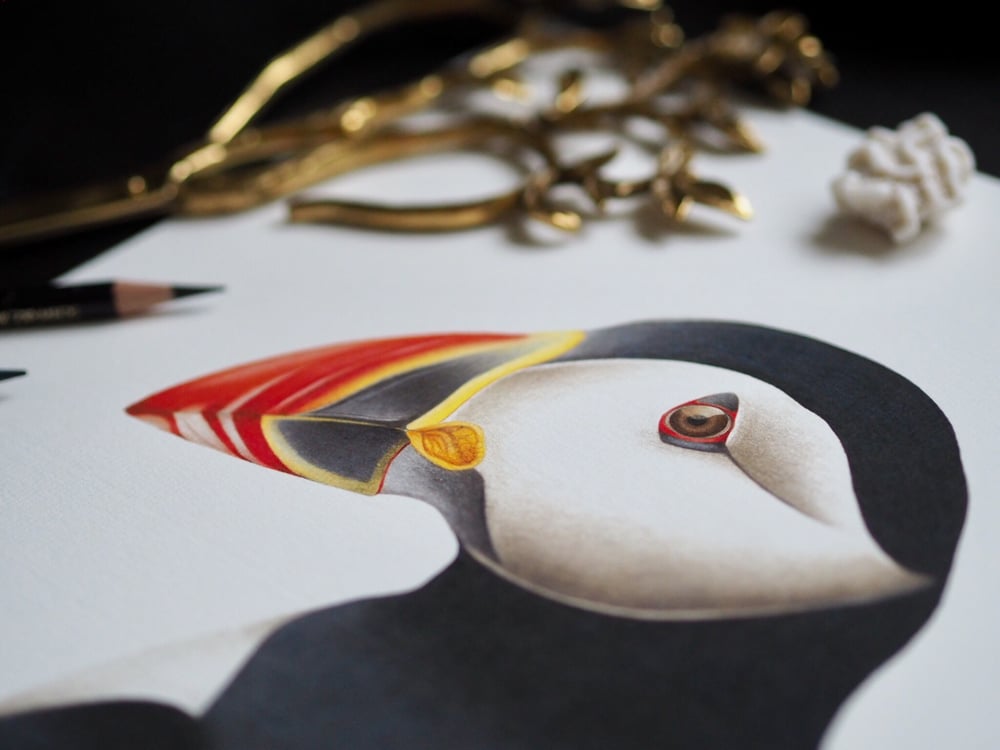 Image of Special Edition Textured Print Atlantic Puffin Portrait Scottish Bird Fine Art Print