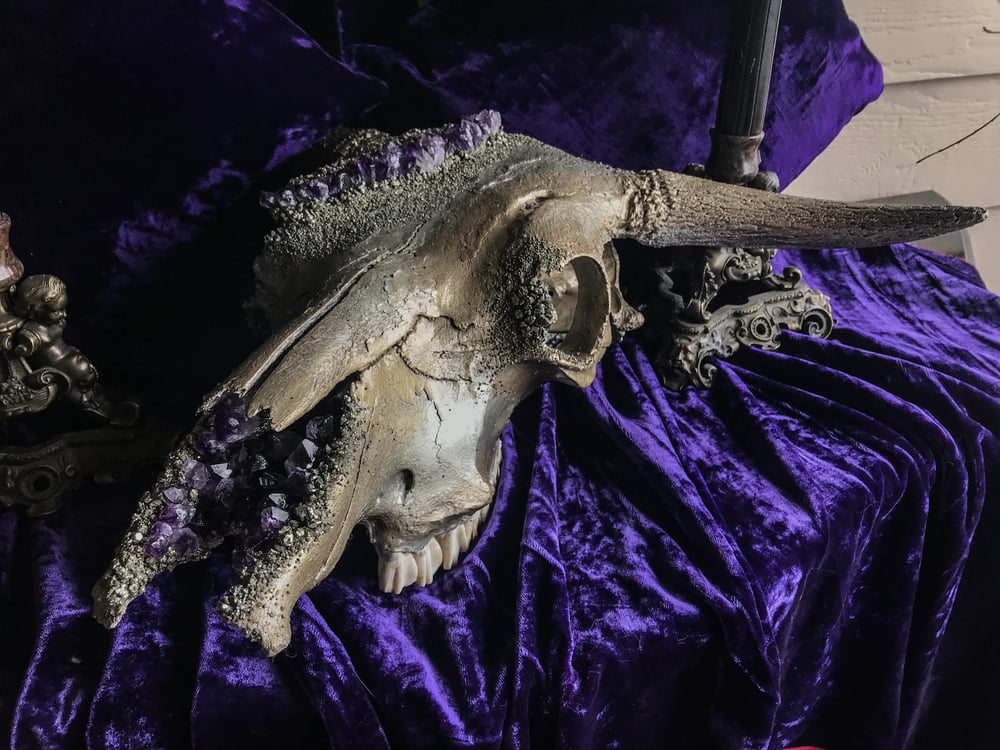 Image of Uruguayan Amethyst - Bull Skull