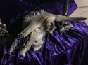 Uruguayan Amethyst - Bull Skull