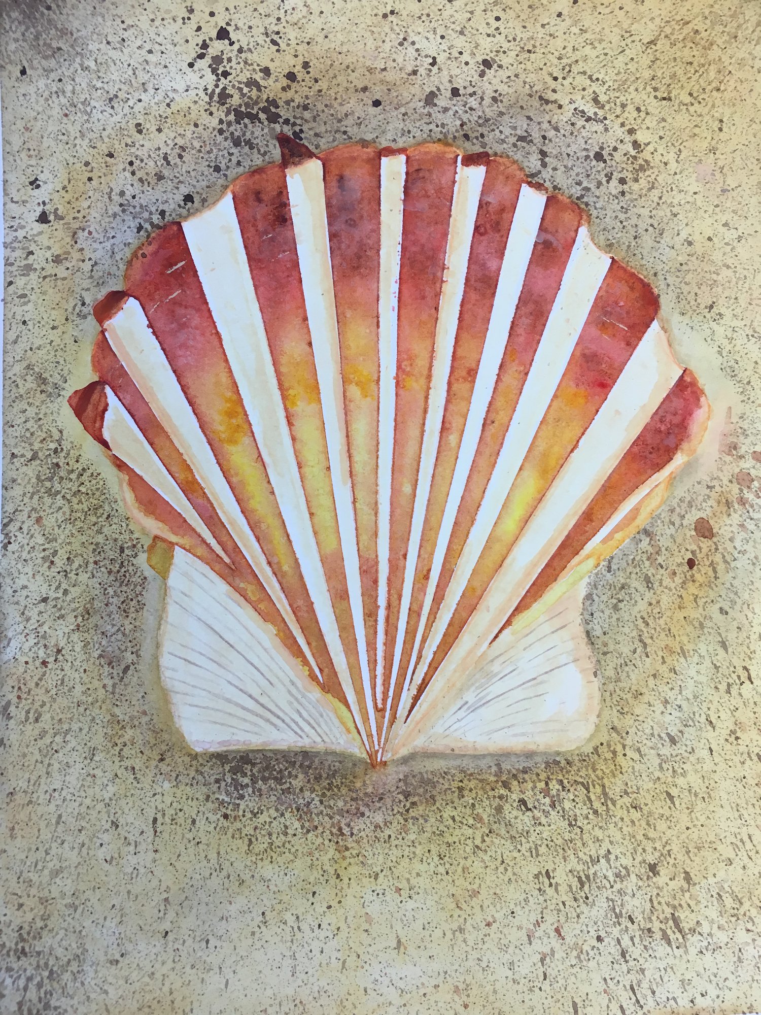 Image of Scallop Shell