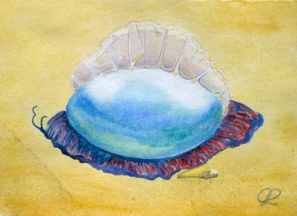 Image of Man-of-War