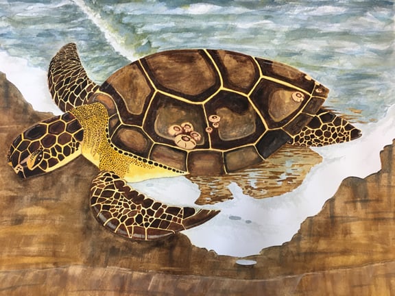 Image of Green Sea Turtle