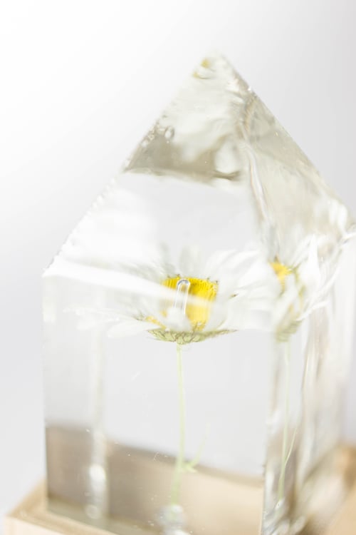 Image of Oxeye Daisy (Leucanthemum vulgare) - Floral Prism Desk Lamp #1