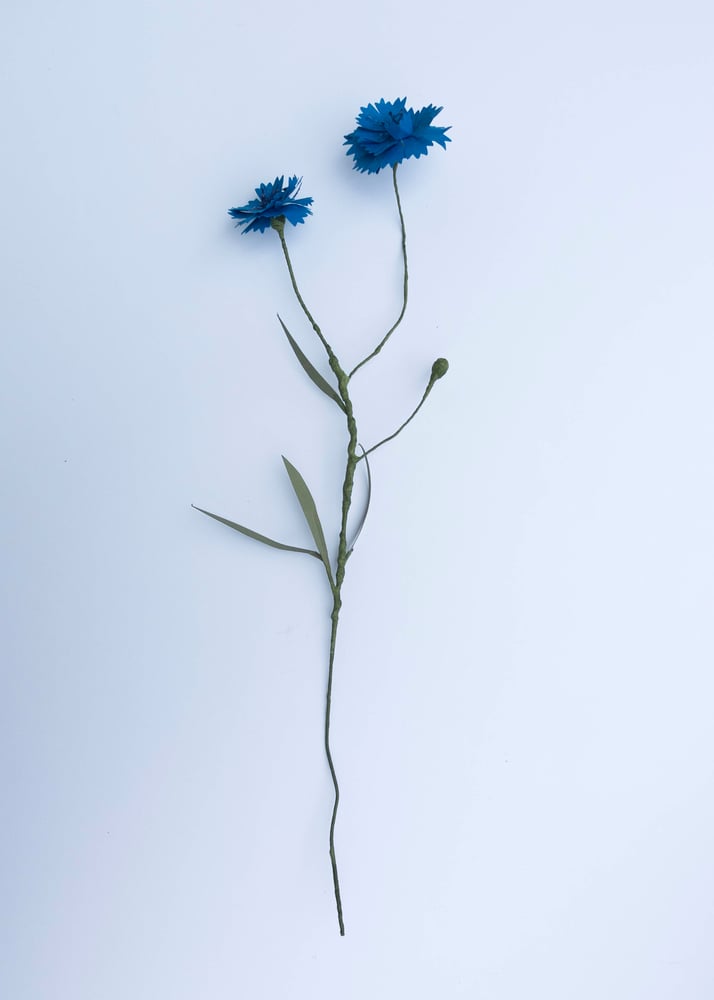 Image of Cornflower stem