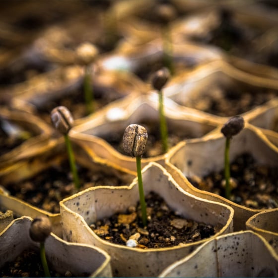 Image of El Salvador Santa Ana