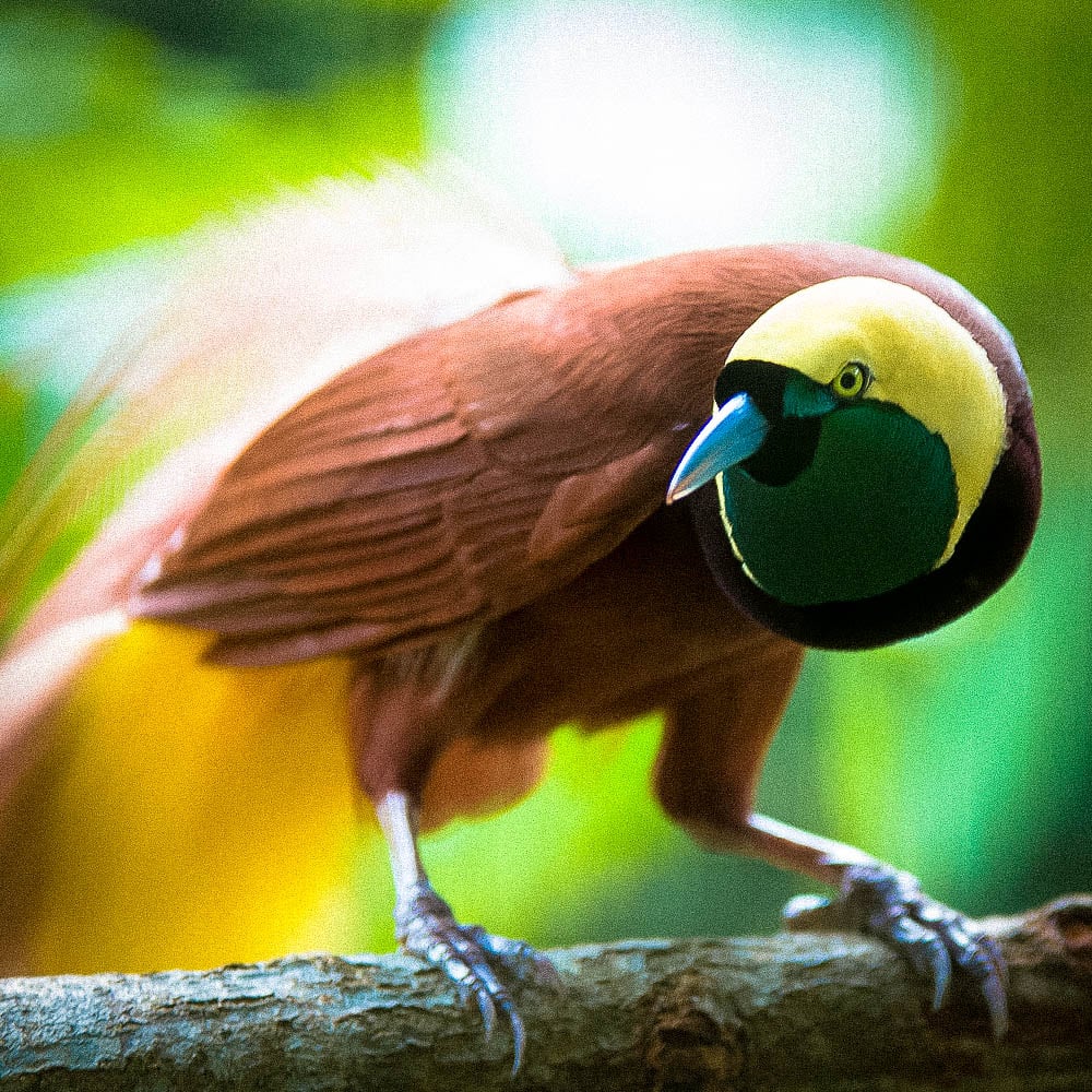 Image of Papua New Guinea AAK Cooperative