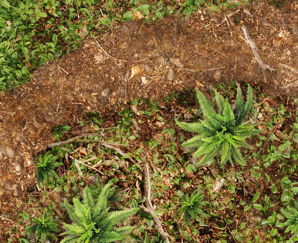 Image of Redwood Conflict -- 4x6plus -- #650