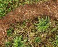 Image 2 of Redwood Conflict -- 4x6plus -- #650